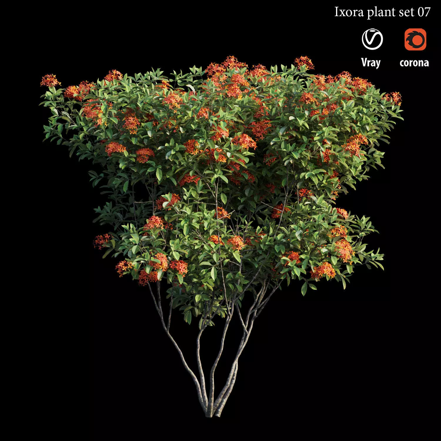 Ixora plant set 07 3D model