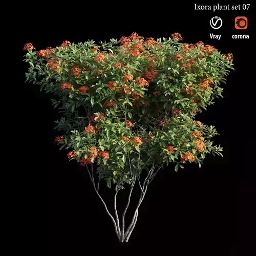 Ixora plant set 07 3D model