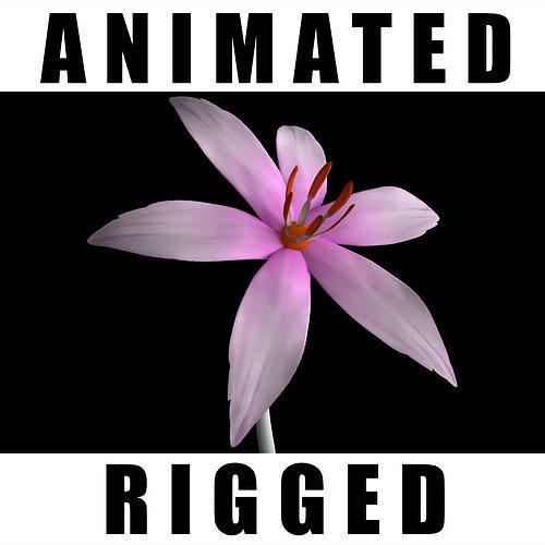 Colchicum Autumnale 3D model