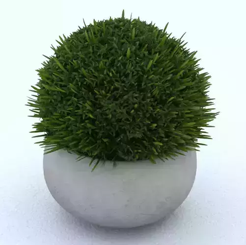 Indoor plant In a pot Flower Free 3D model