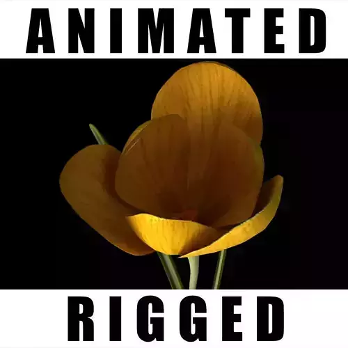 Crocus Olivieri 3D model