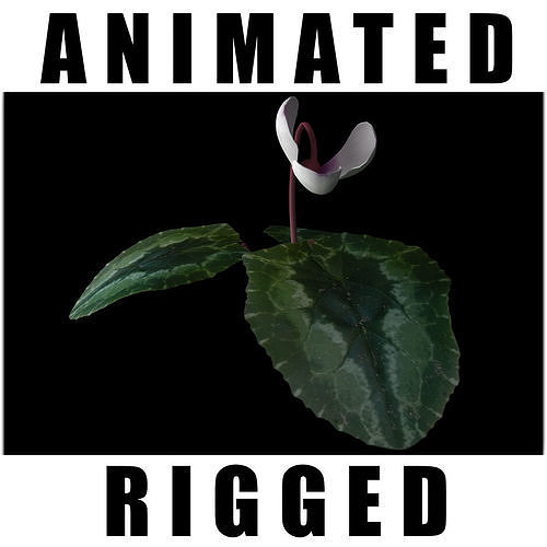 Cyclamen Trochopteranthum 3D model