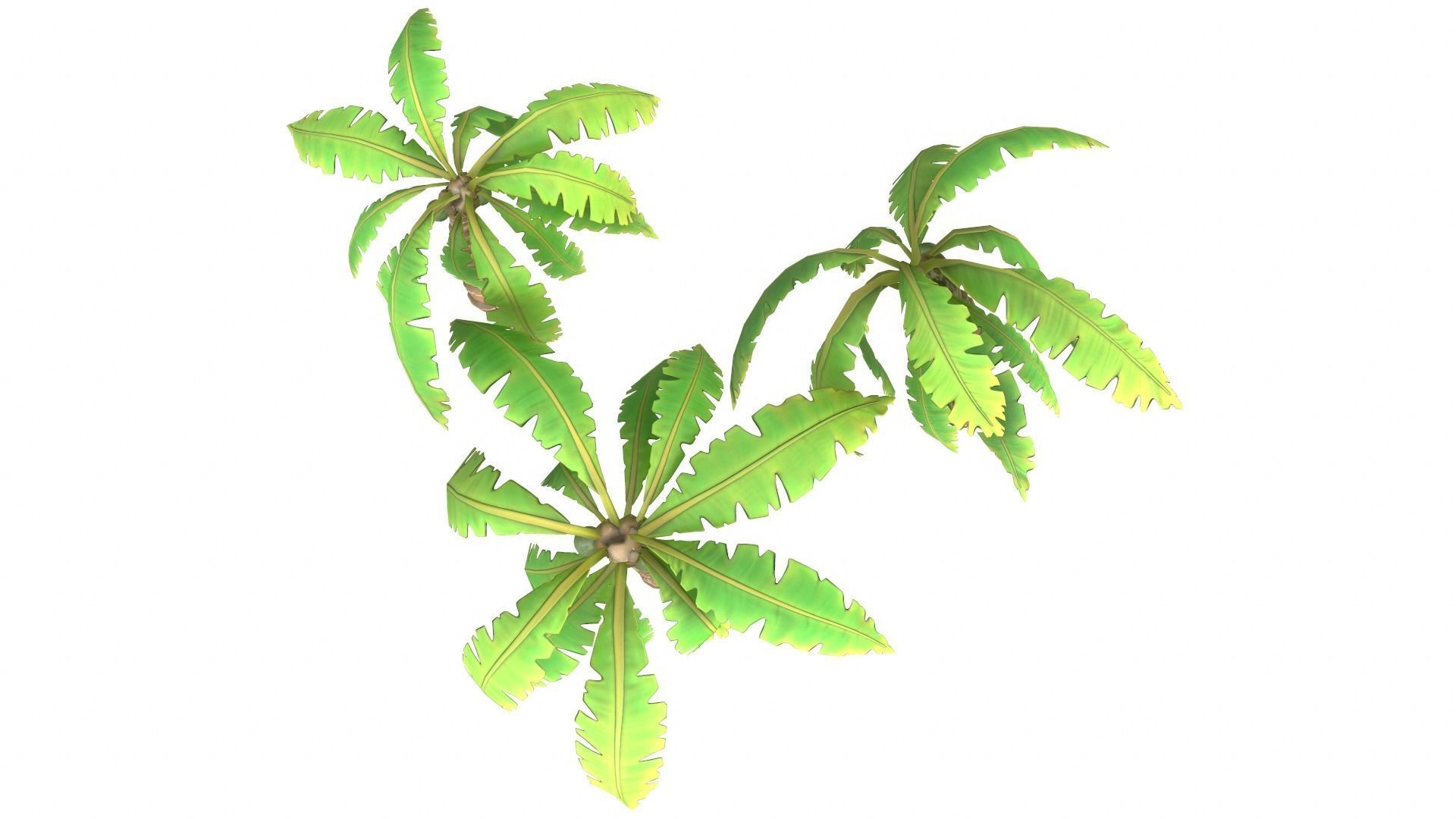 Cartoon Palm Tree Low-poly 3D model_7