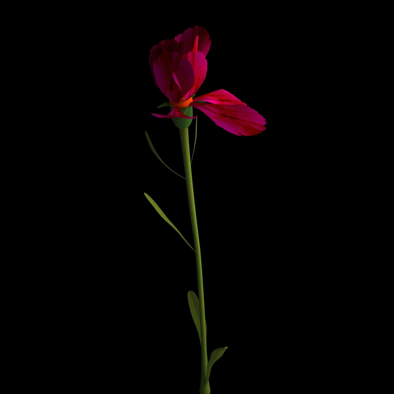 Dianthus Artvinensis 3D model_10