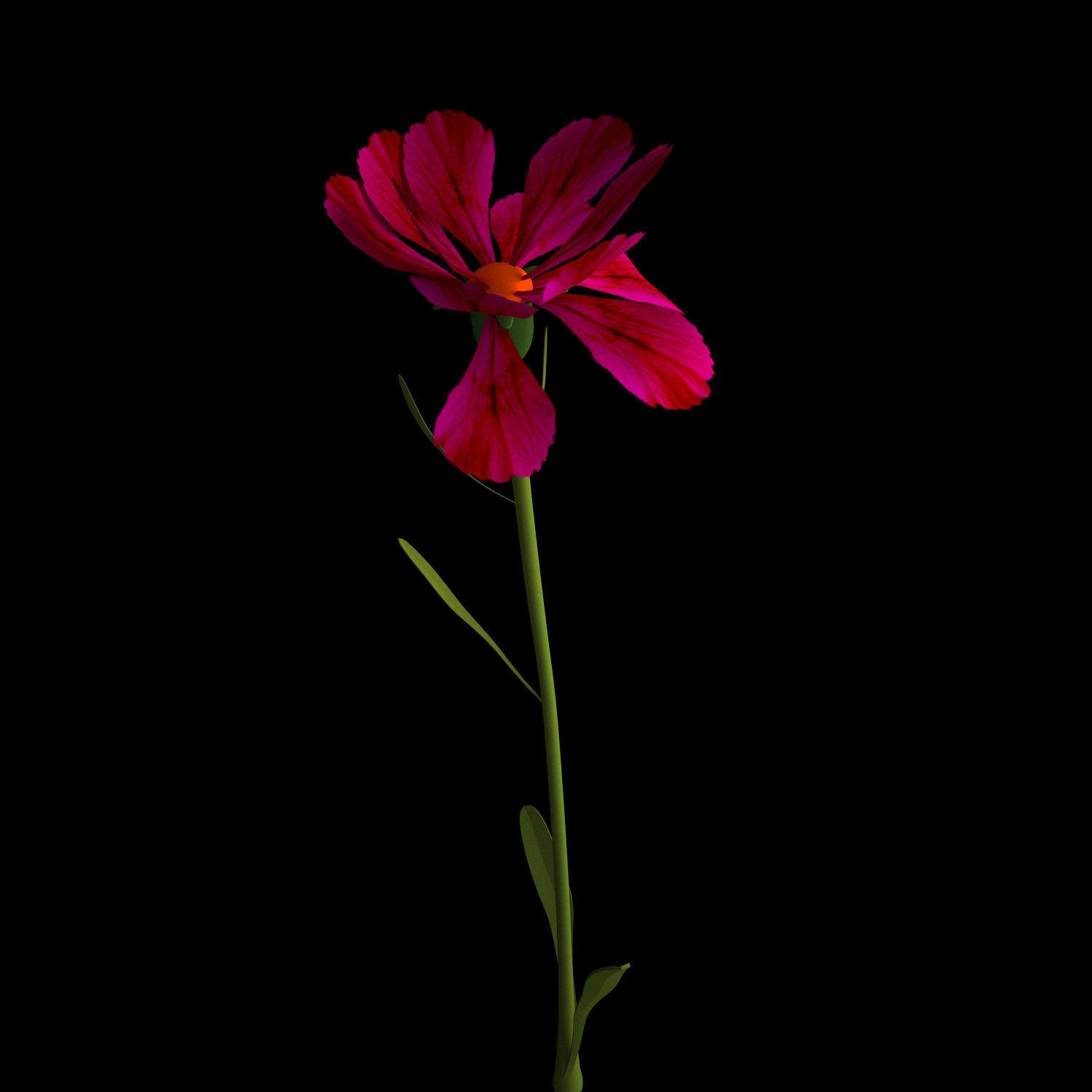 Dianthus Artvinensis 3D model_11