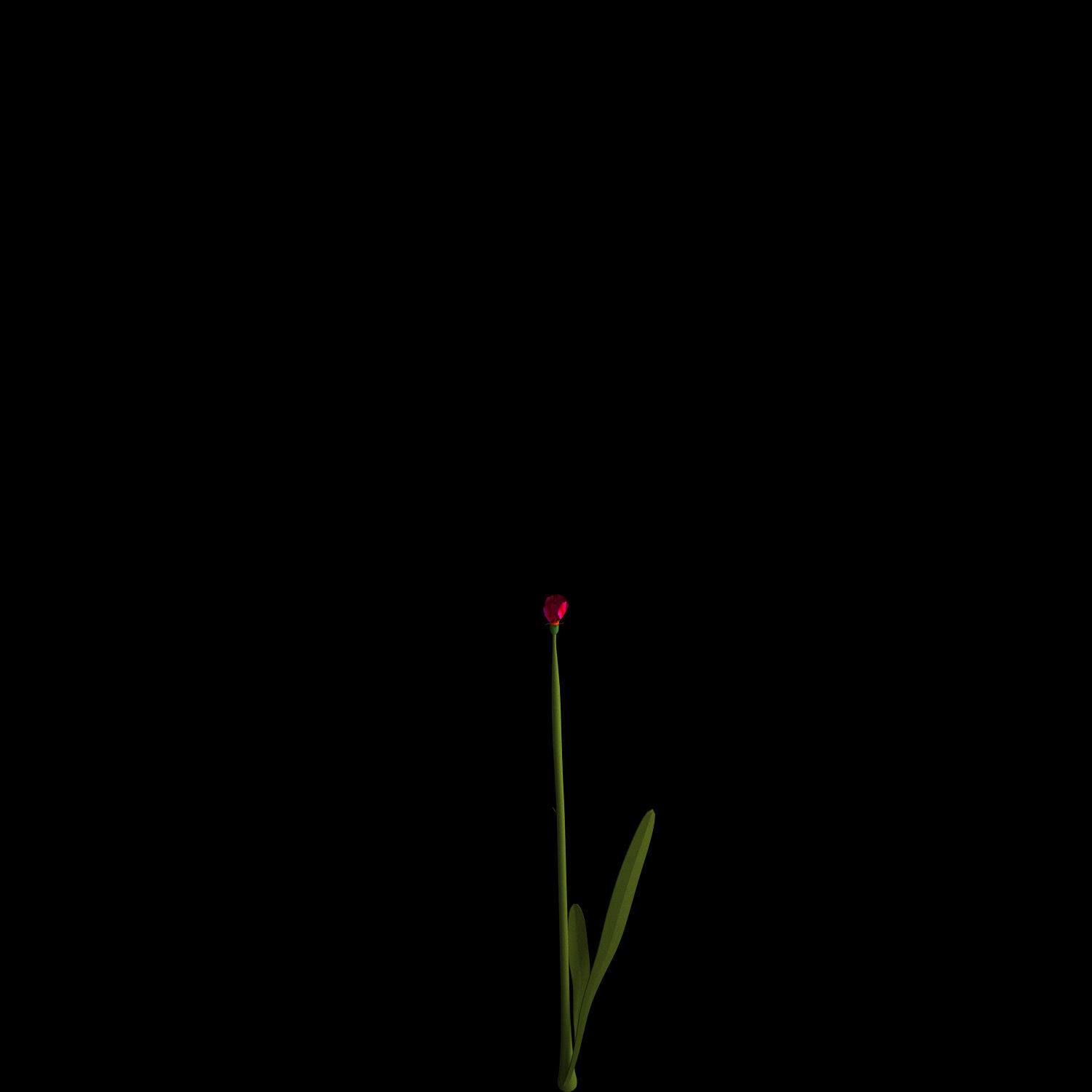 Dianthus Artvinensis 3D model_7
