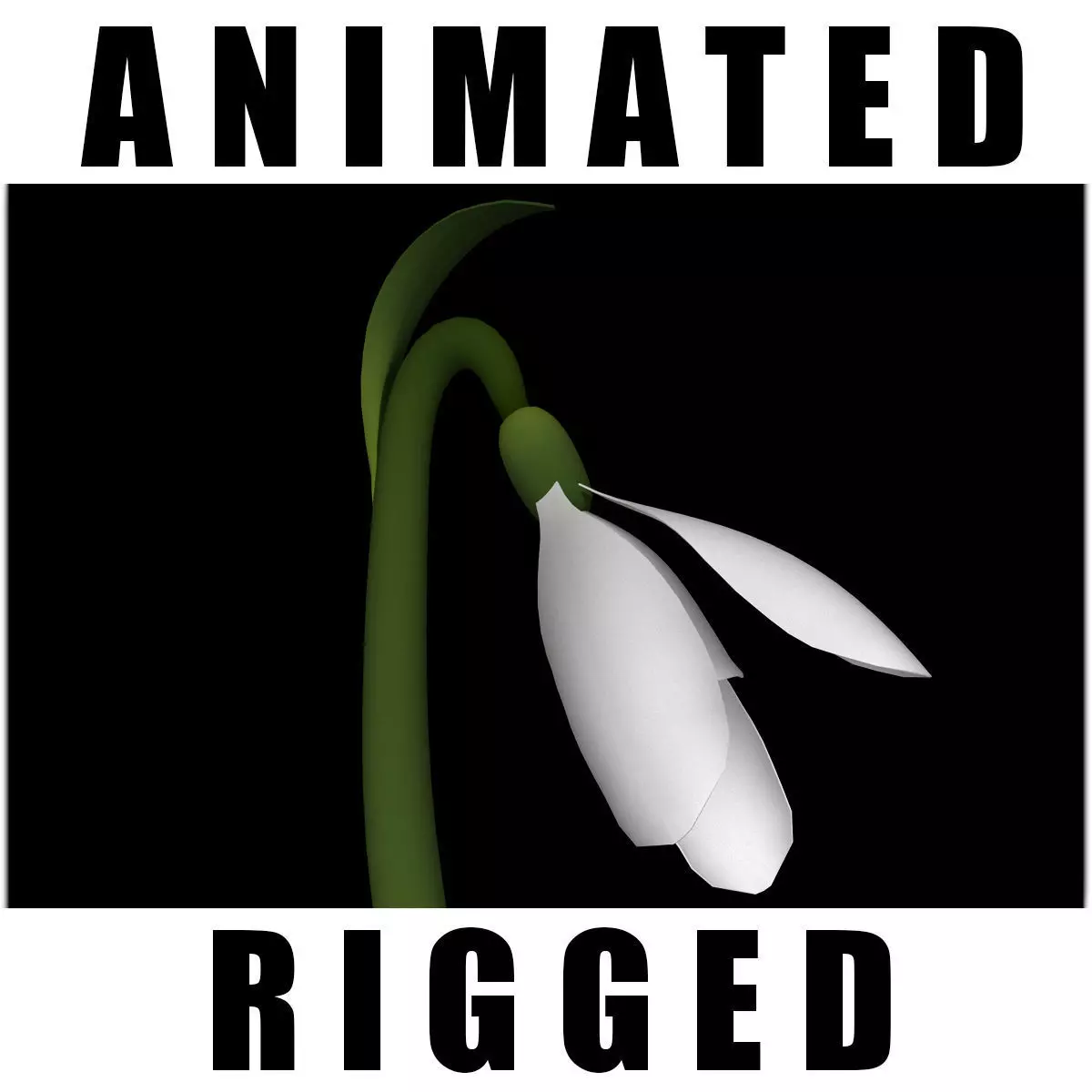 Galanathus Trojanus 3D model