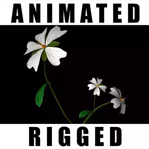 Gypsophila two flowers 3D model