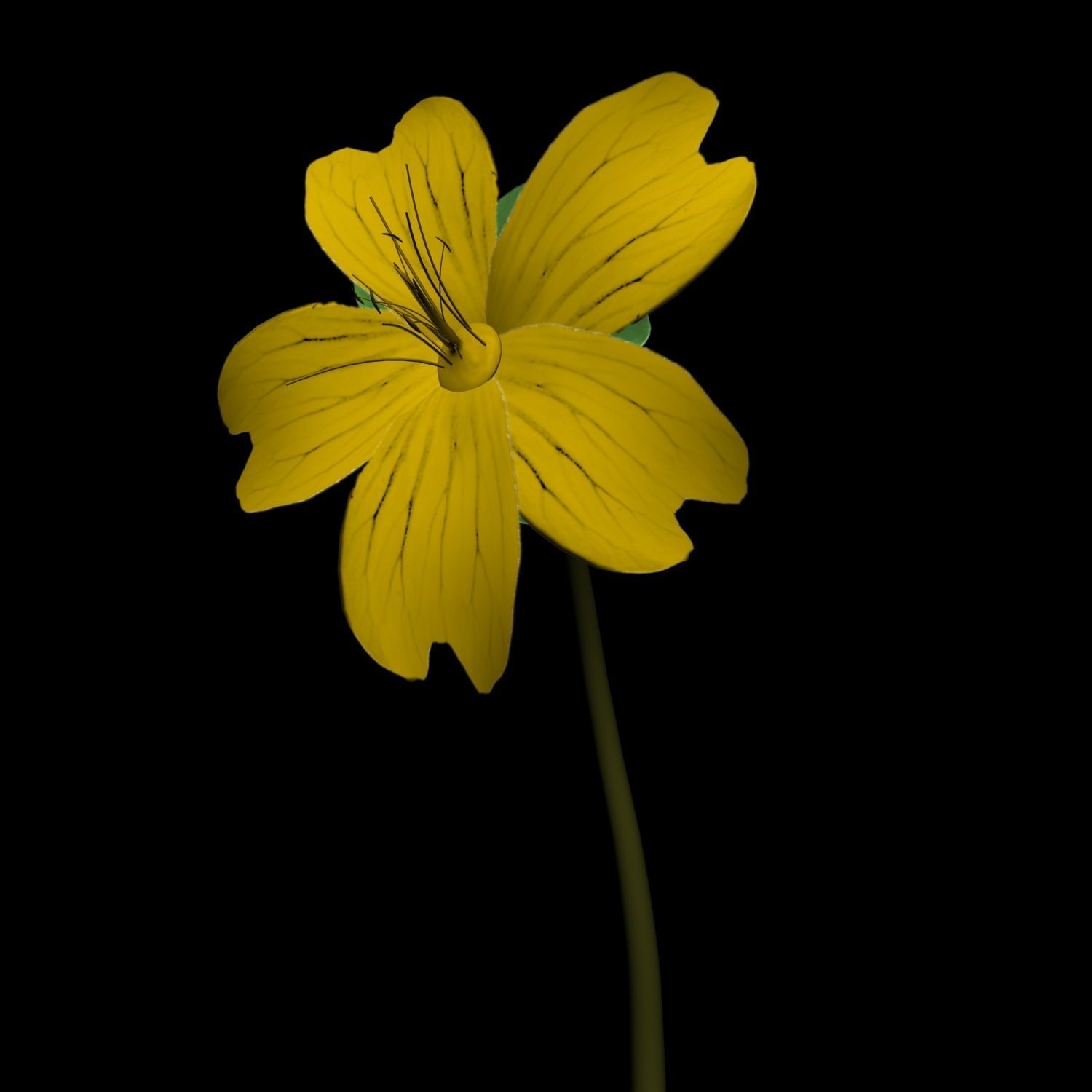 Hypericum Kazdagensis  3D model_2