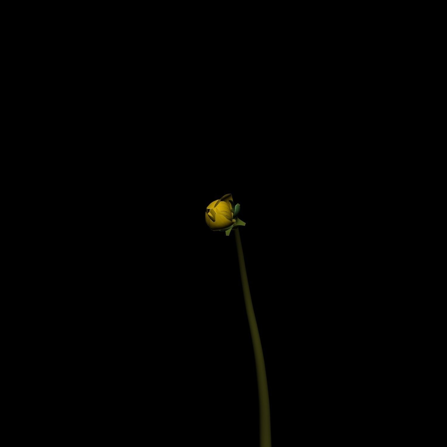 Hypericum Kazdagensis  3D model_7