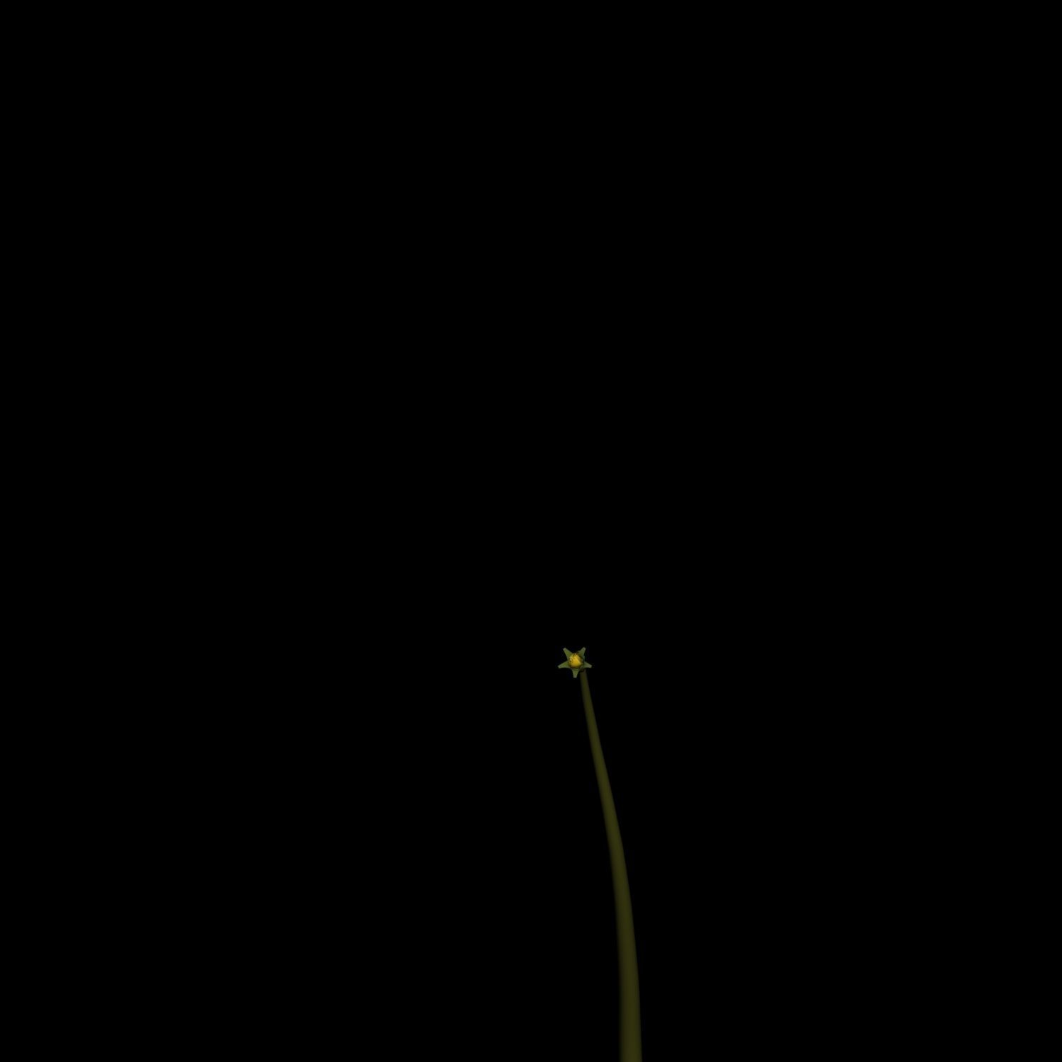 Hypericum Kazdagensis  3D model_6