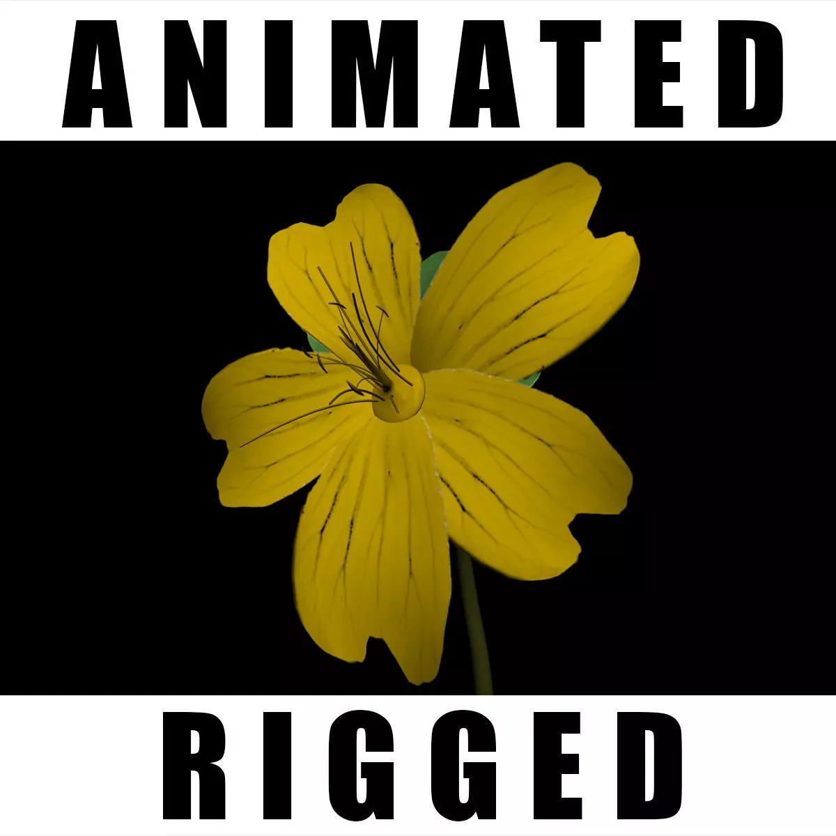 Hypericum Kazdagensis  3D model_0