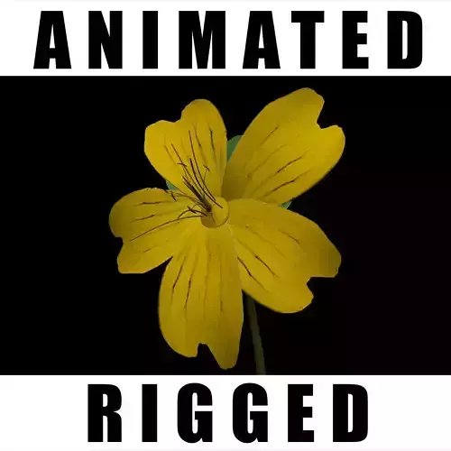 Hypericum Kazdagensis 