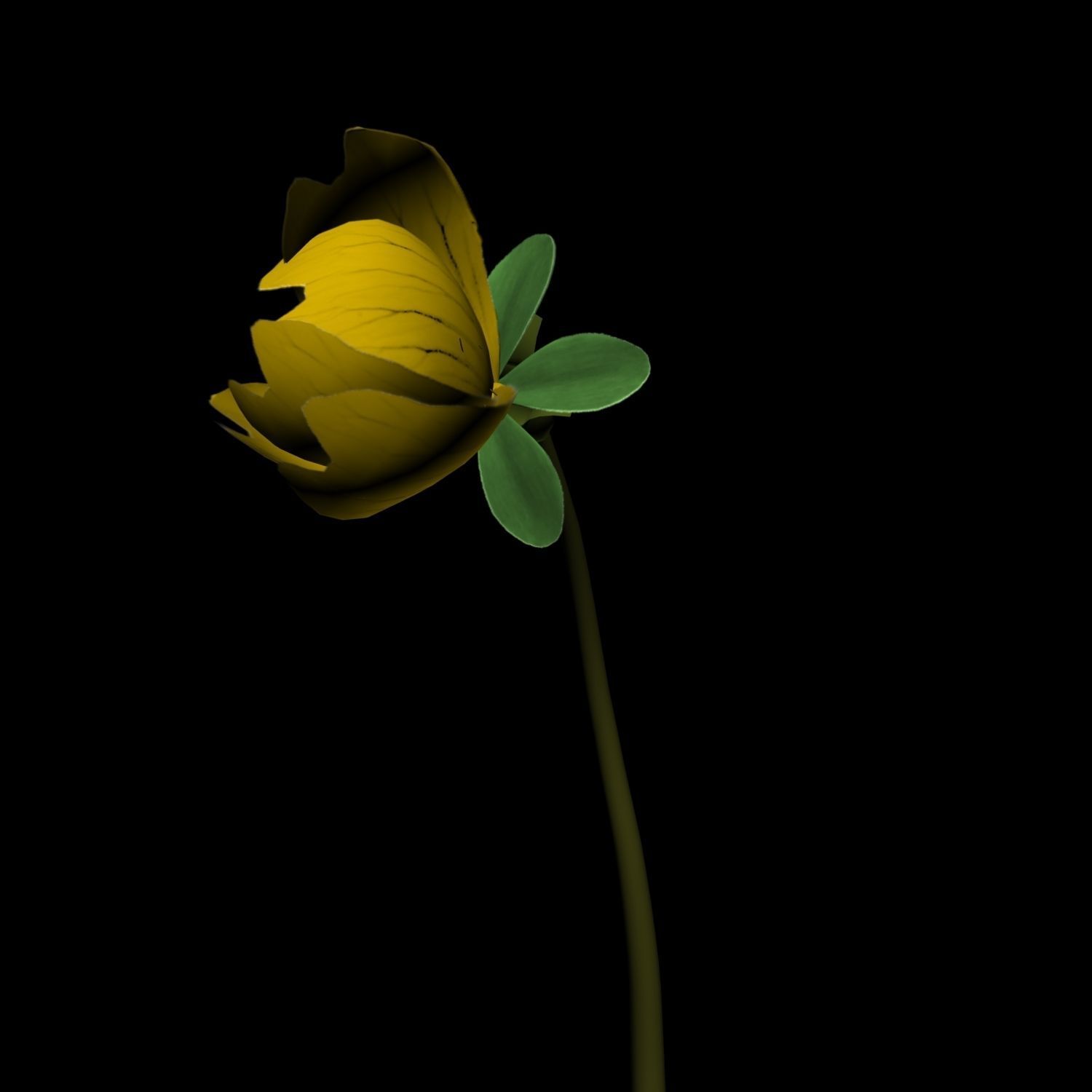Hypericum Kazdagensis  3D model_8