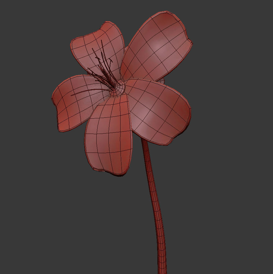 Hypericum Kazdagensis  3D model_3