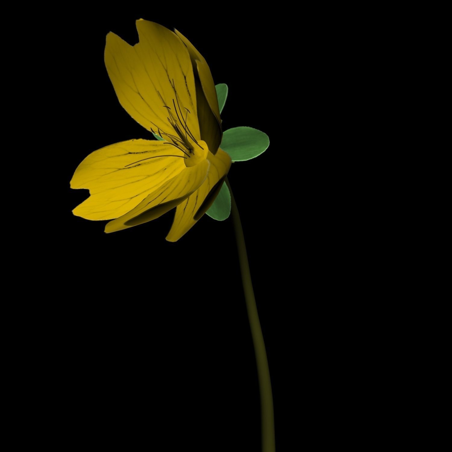 Hypericum Kazdagensis  3D model_9