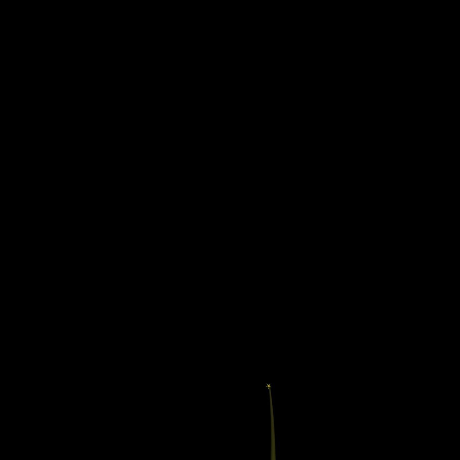 Hypericum Kazdagensis  3D model_5