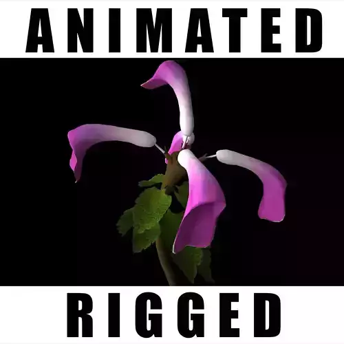  Lamium Purpureum  3D model
