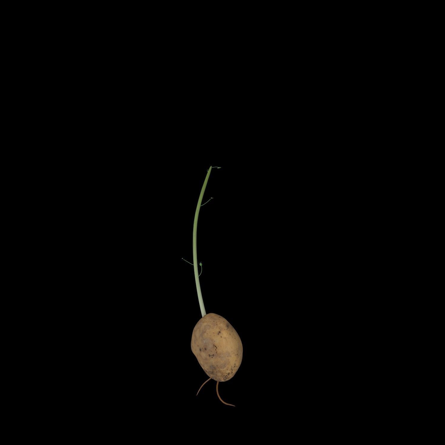 Solanum Tuberosum  3D model_8