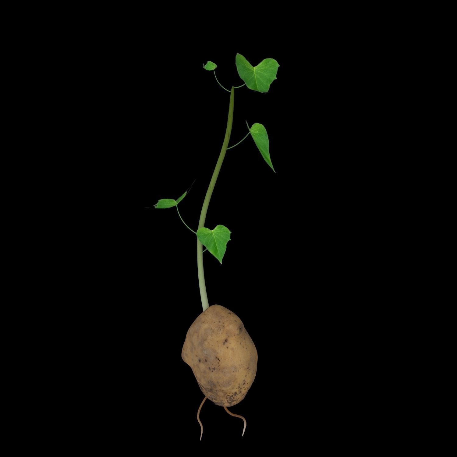 Solanum Tuberosum  3D model_10