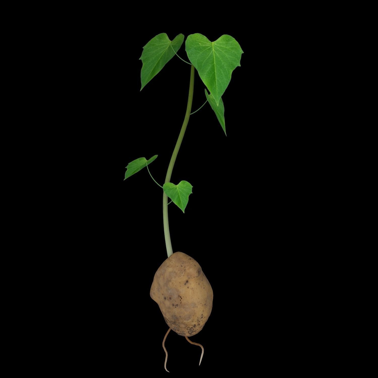Solanum Tuberosum  3D model_2