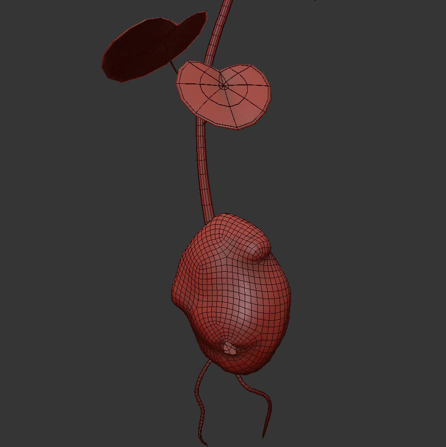 Solanum Tuberosum  3D model_3