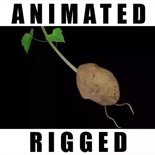 Solanum Tuberosum  3D model