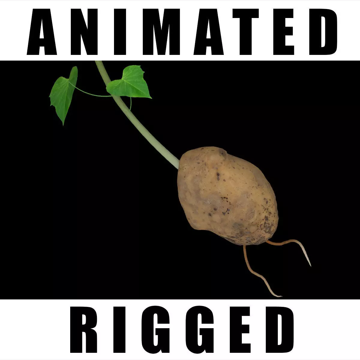 Solanum Tuberosum  3D model_0