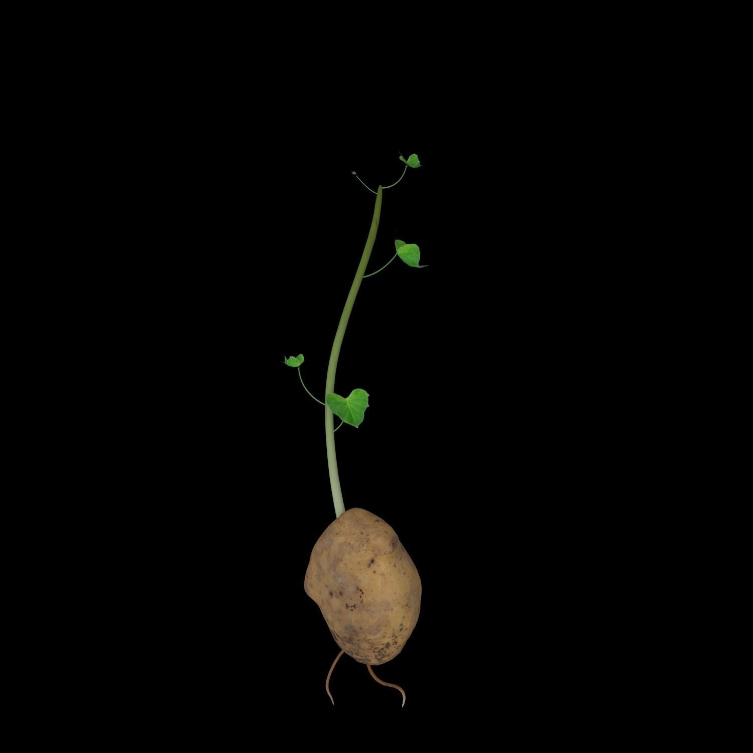 Solanum Tuberosum  3D model_9