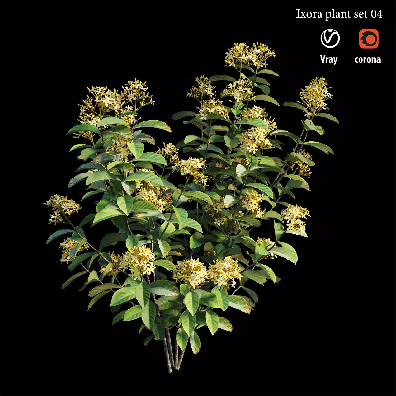 Ixora plant set 04 3D model
