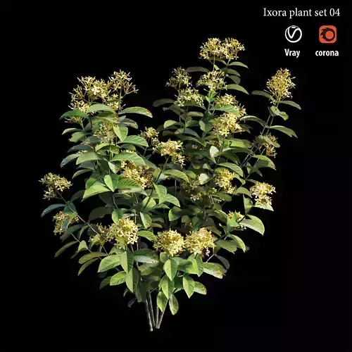 Ixora plant set 04 3D model
