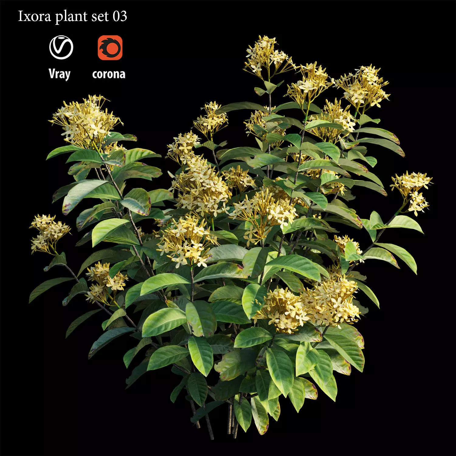 Ixora plant set 03 3D model