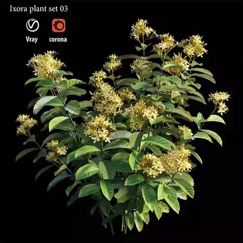 Ixora plant set 03 3D model