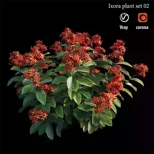 Ixora plant set 02 3D model