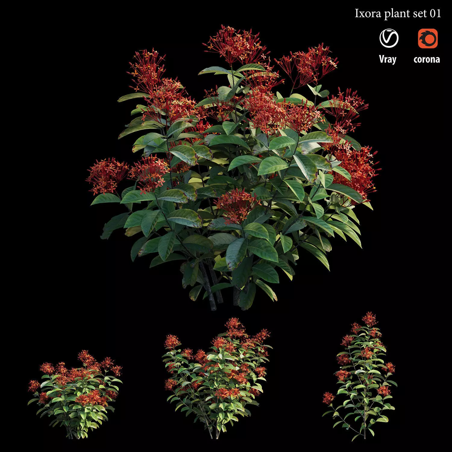 Ixora plant set 01 3D model
