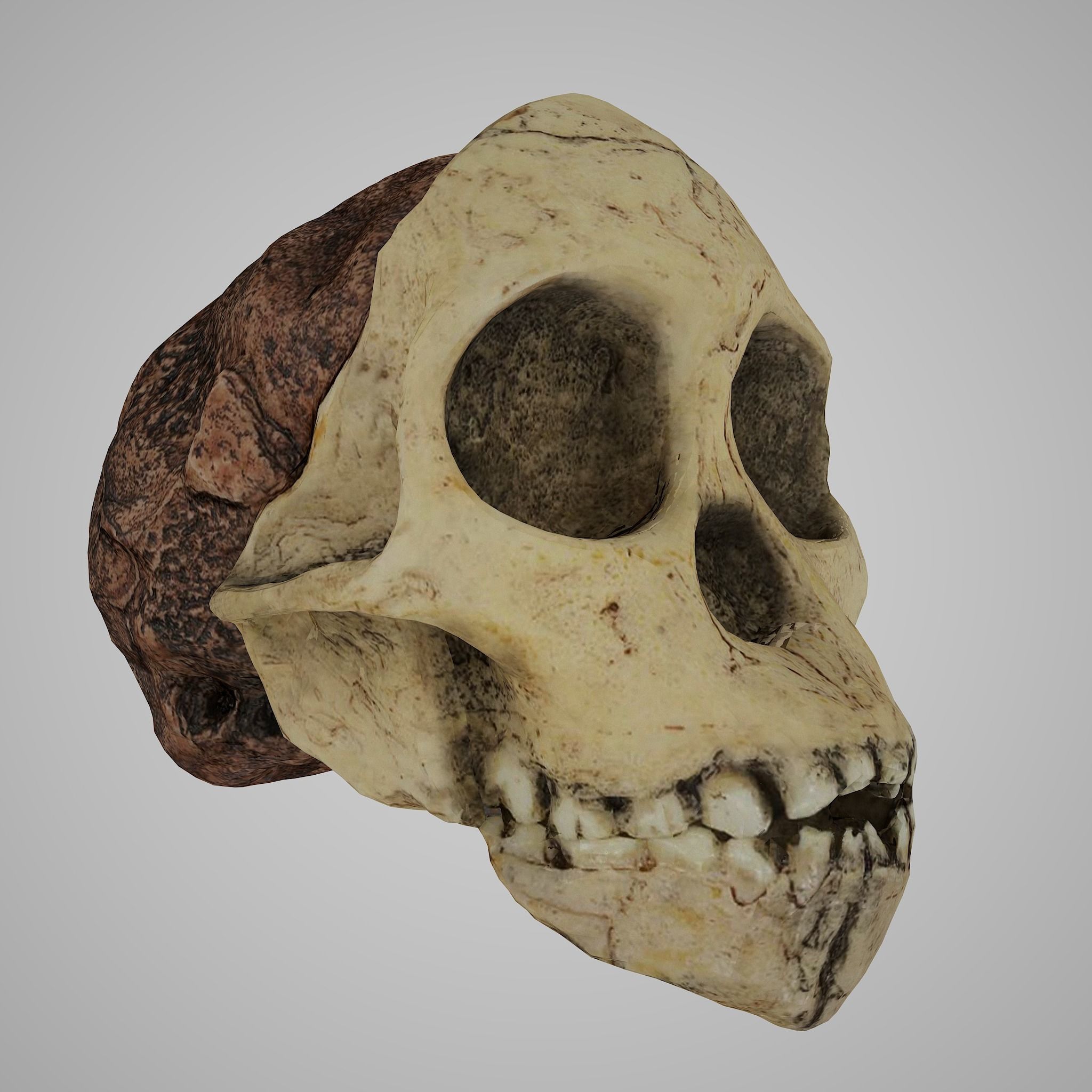 12 REAL-SCALE REPLICATIONS OF HUMAN SKULLS OF THE EVOLUVION   Low-poly 3D model_6