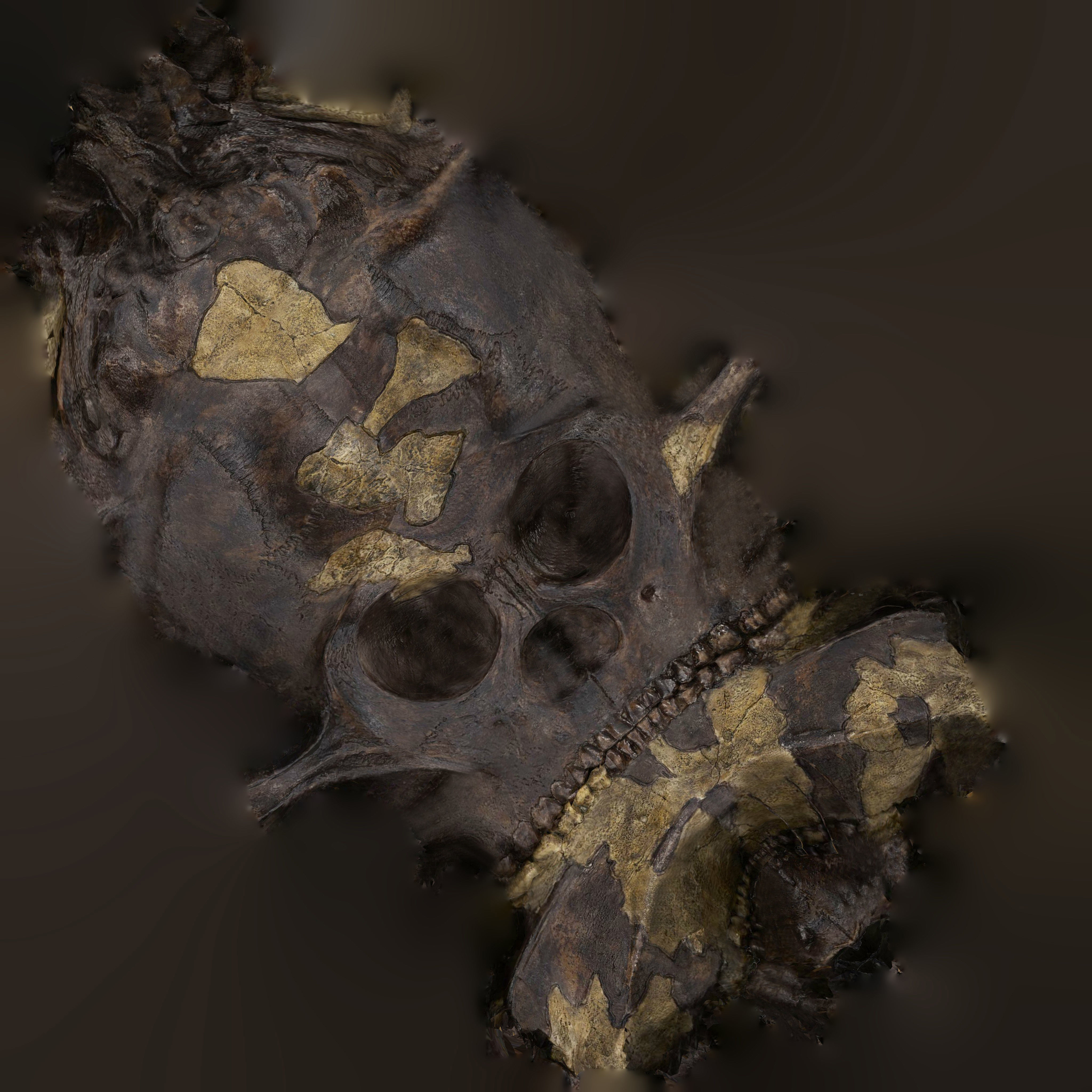 12 REAL-SCALE REPLICATIONS OF HUMAN SKULLS OF THE EVOLUVION   Low-poly 3D model_23