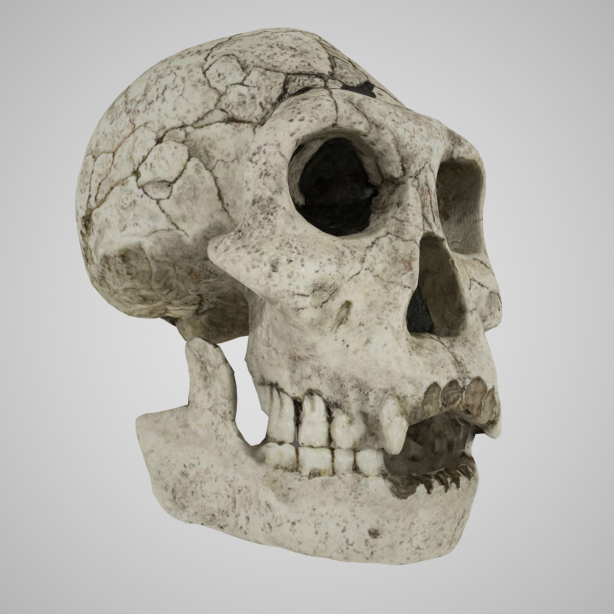 12 REAL-SCALE REPLICATIONS OF HUMAN SKULLS OF THE EVOLUVION   Low-poly 3D model_8