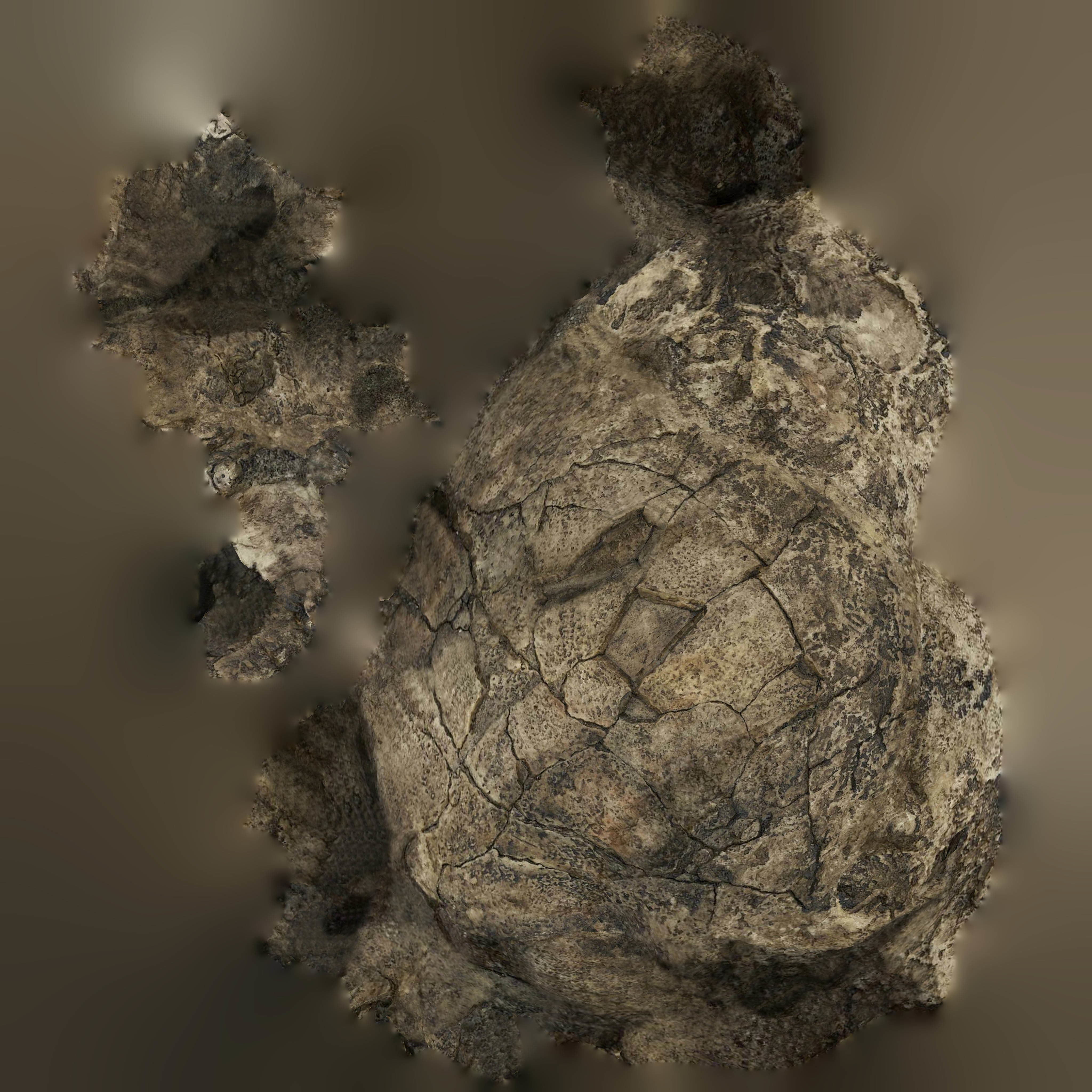 12 REAL-SCALE REPLICATIONS OF HUMAN SKULLS OF THE EVOLUVION   Low-poly 3D model_16