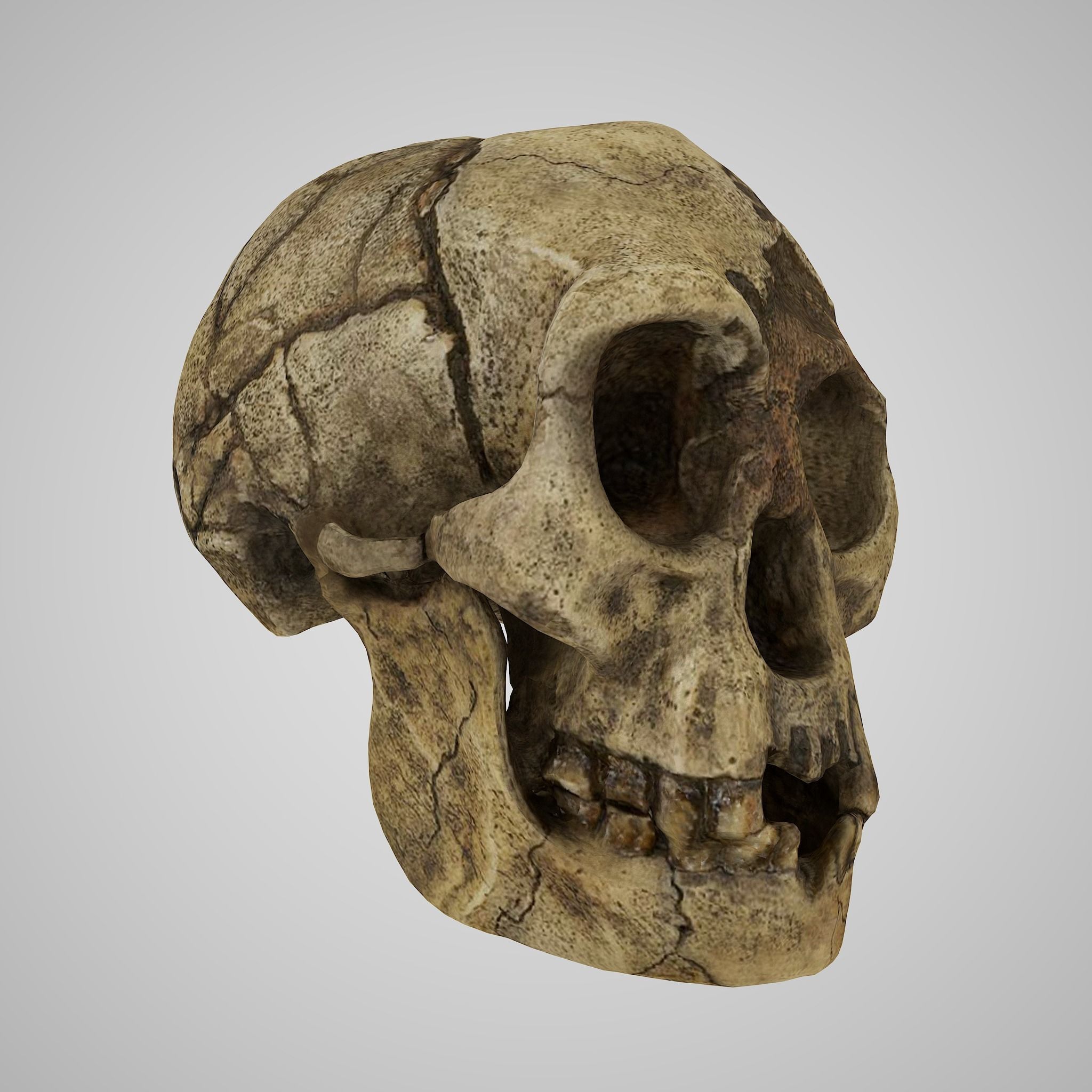 12 REAL-SCALE REPLICATIONS OF HUMAN SKULLS OF THE EVOLUVION   Low-poly 3D model_12