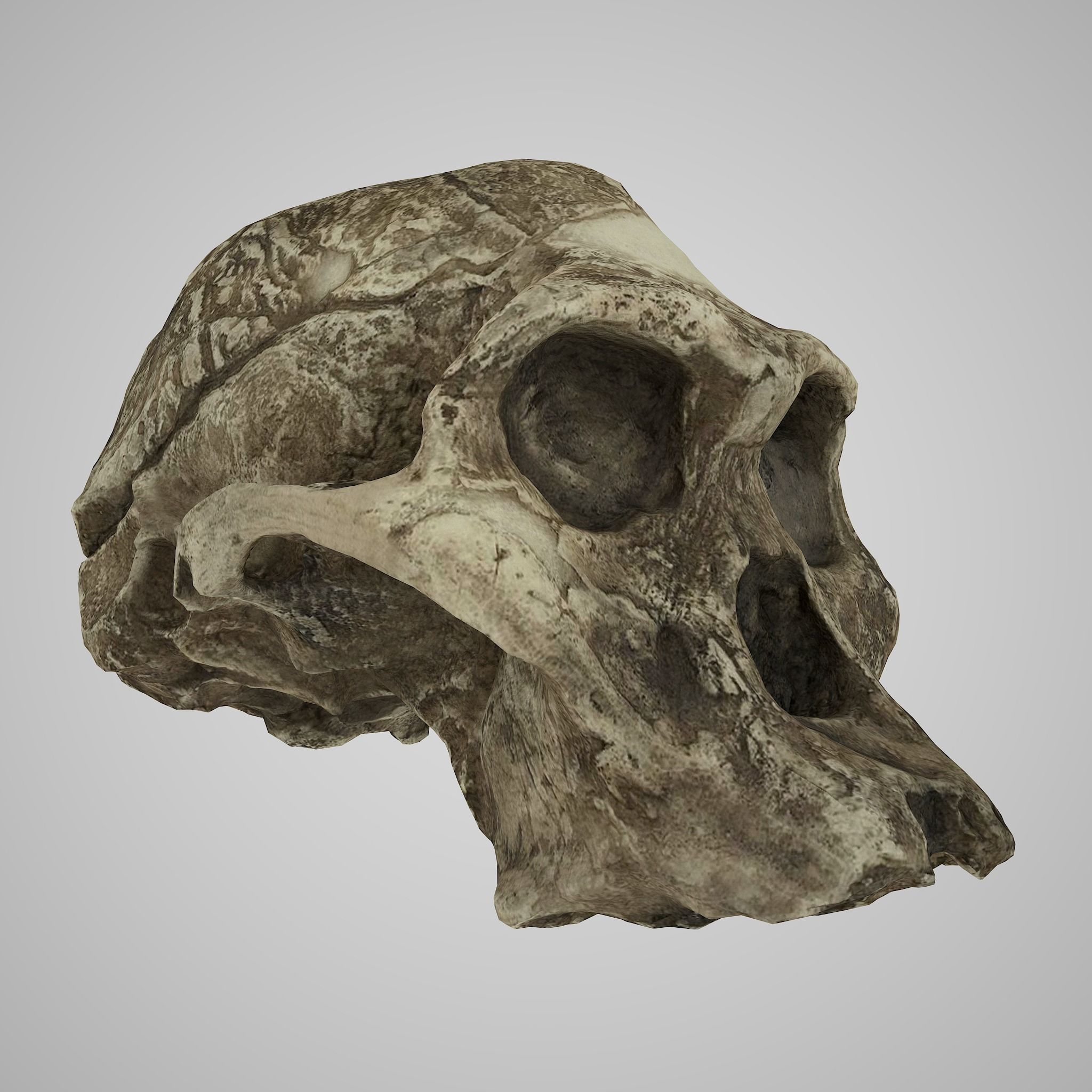 12 REAL-SCALE REPLICATIONS OF HUMAN SKULLS OF THE EVOLUVION   Low-poly 3D model_7