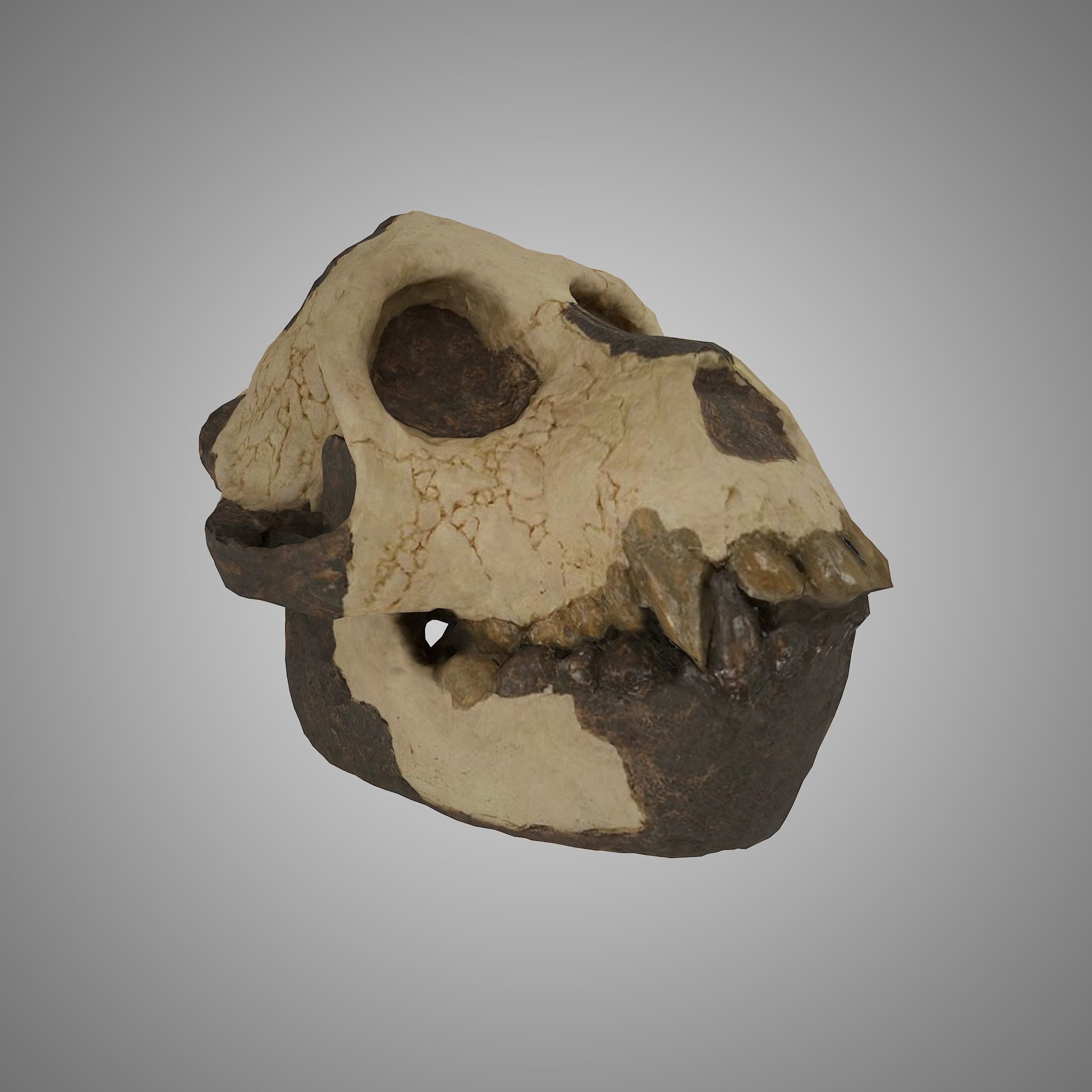 12 REAL-SCALE REPLICATIONS OF HUMAN SKULLS OF THE EVOLUVION   Low-poly 3D model_17