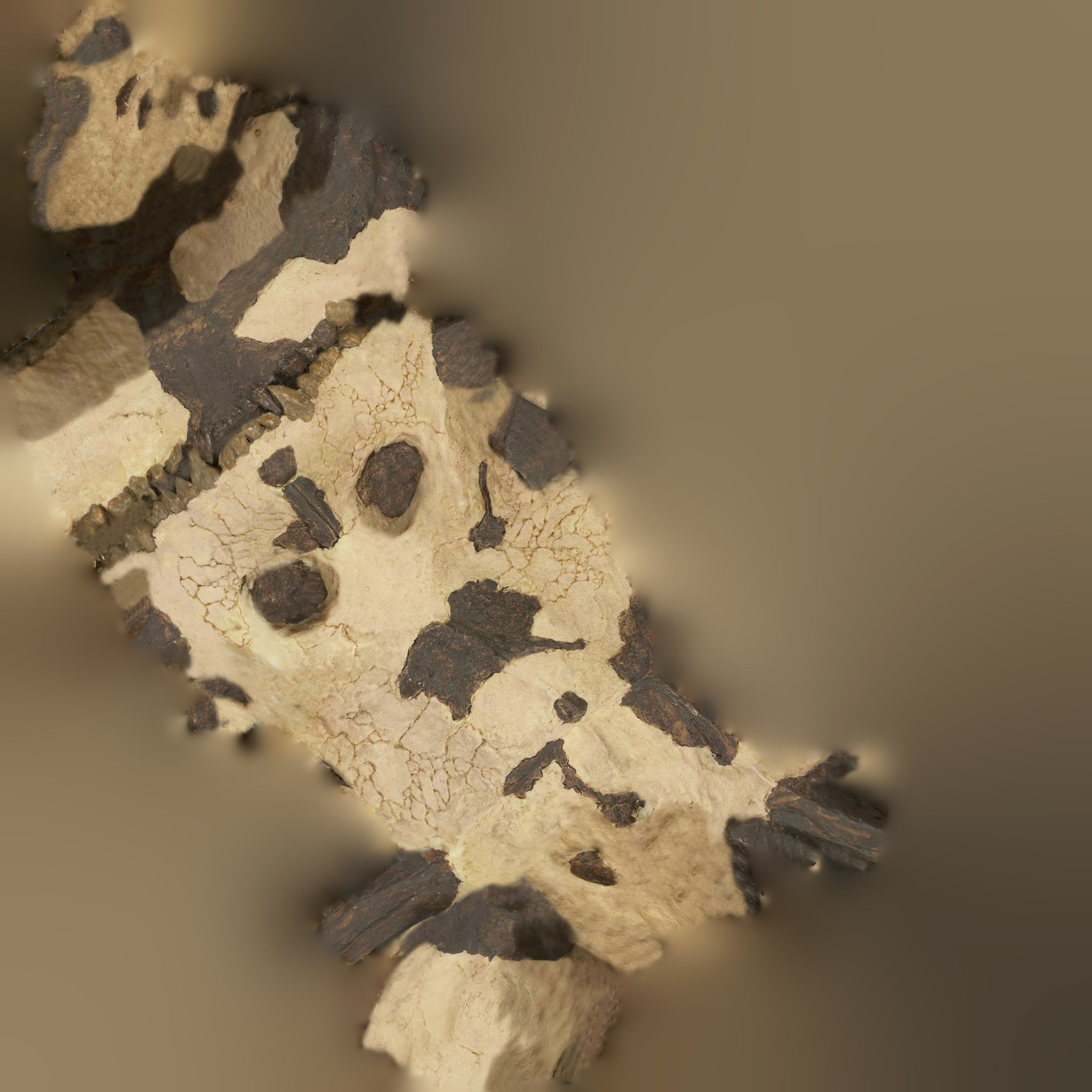 12 REAL-SCALE REPLICATIONS OF HUMAN SKULLS OF THE EVOLUVION   Low-poly 3D model_24