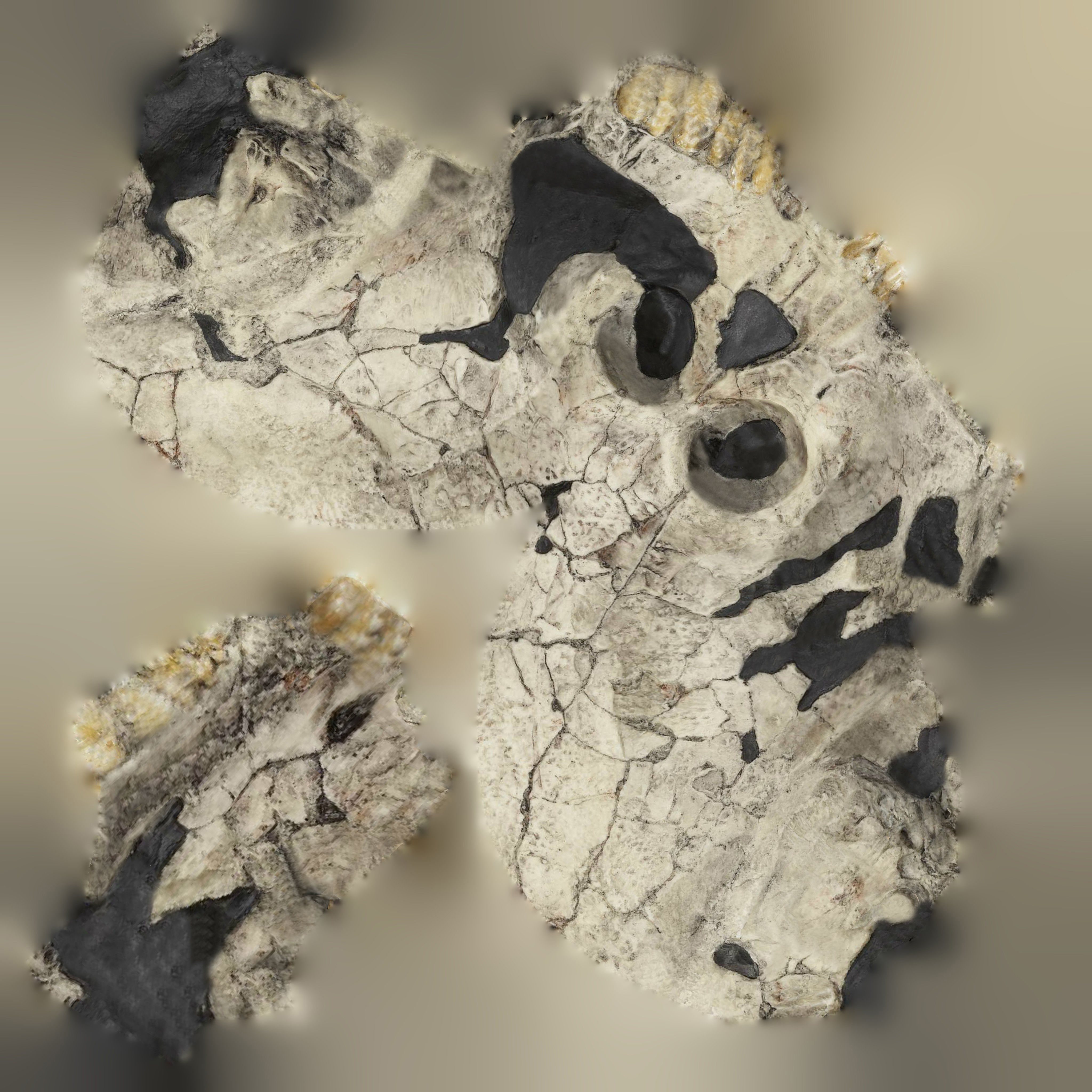 12 REAL-SCALE REPLICATIONS OF HUMAN SKULLS OF THE EVOLUVION   Low-poly 3D model_19