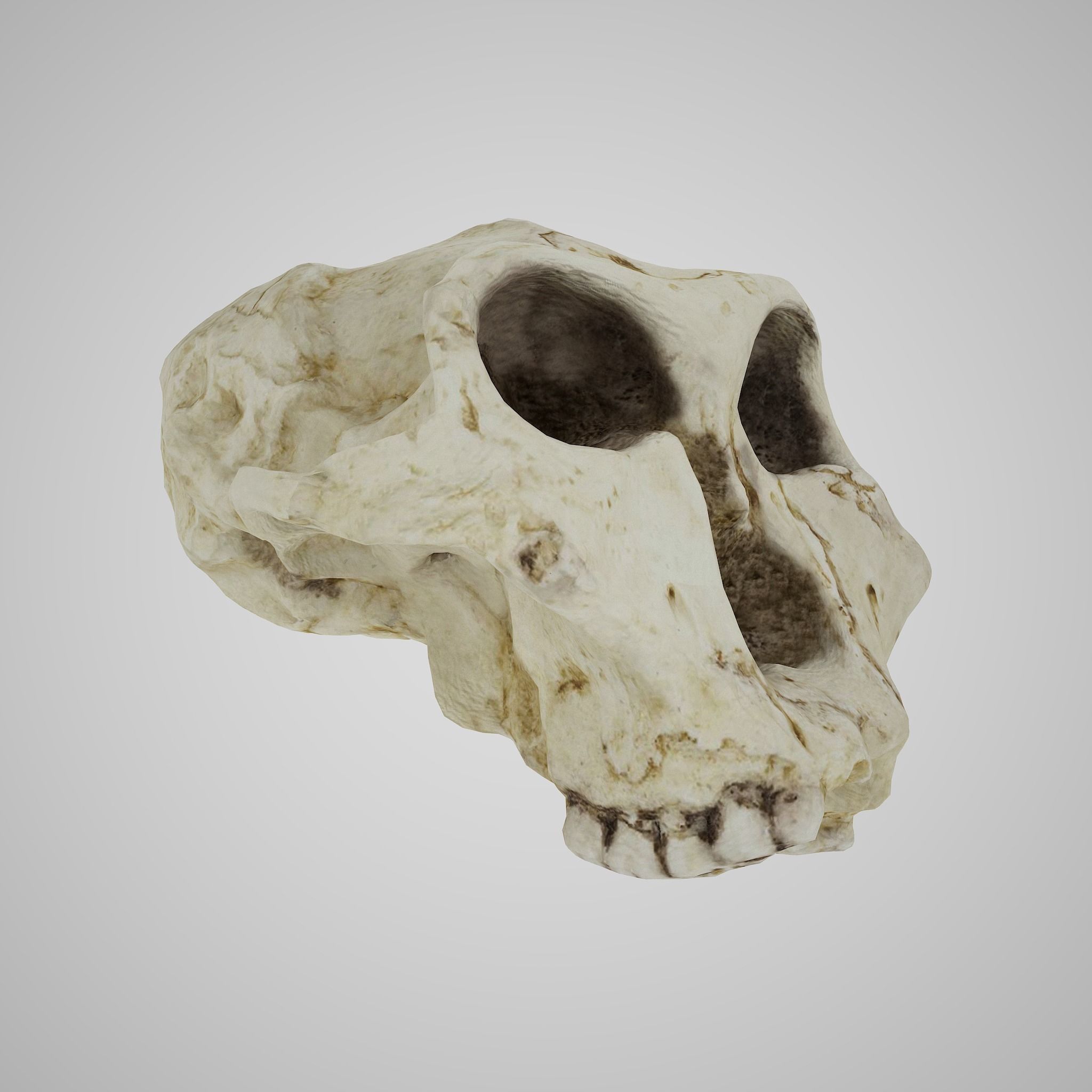 12 REAL-SCALE REPLICATIONS OF HUMAN SKULLS OF THE EVOLUVION   Low-poly 3D model_4