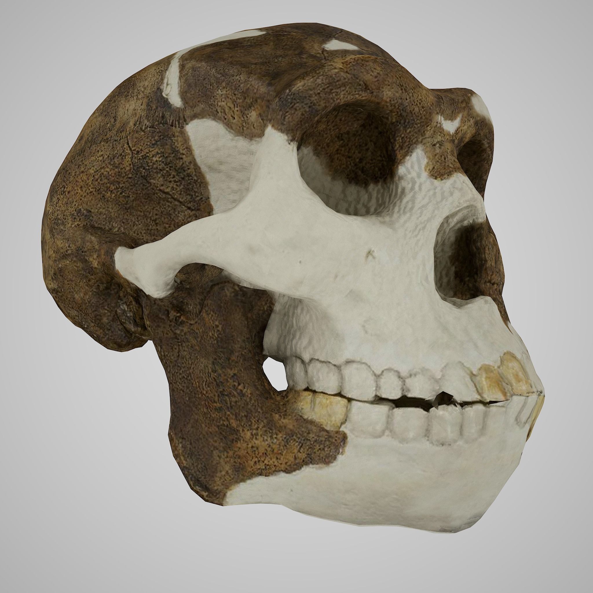 12 REAL-SCALE REPLICATIONS OF HUMAN SKULLS OF THE EVOLUVION   Low-poly 3D model_9