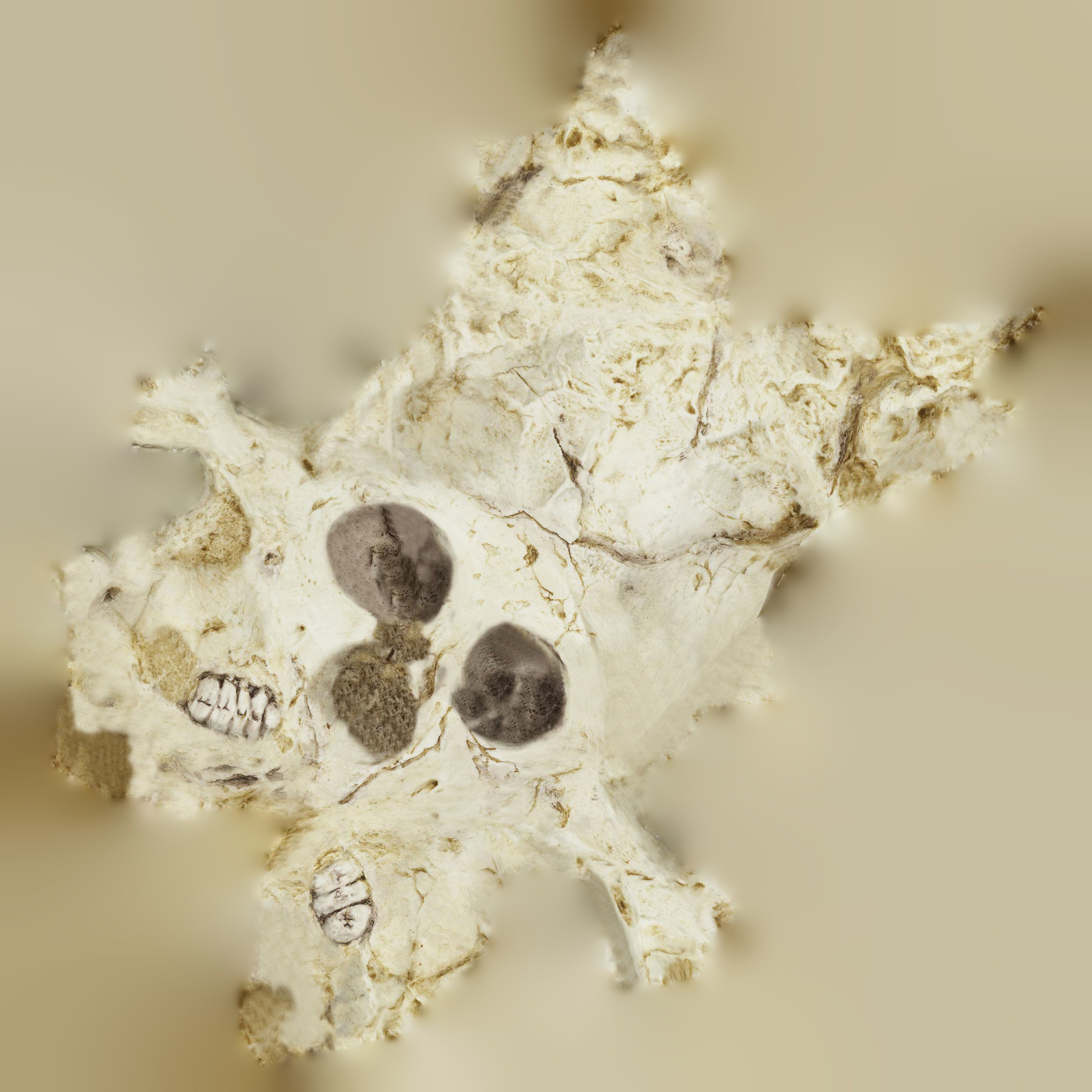 12 REAL-SCALE REPLICATIONS OF HUMAN SKULLS OF THE EVOLUVION   Low-poly 3D model_21