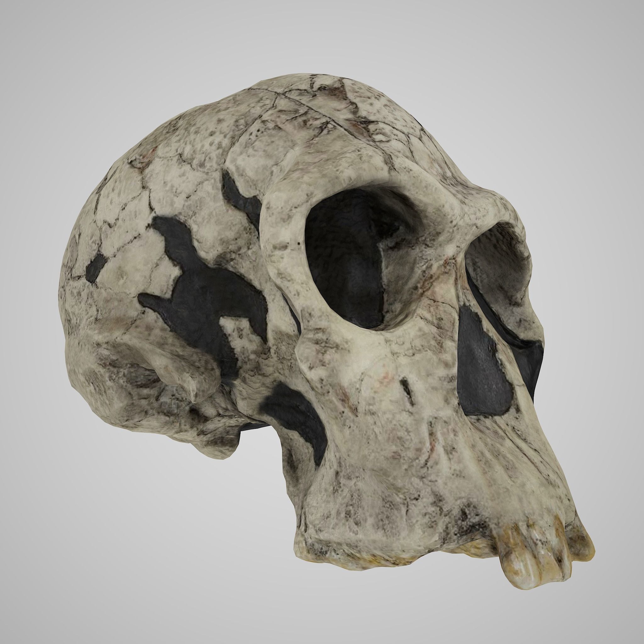 12 REAL-SCALE REPLICATIONS OF HUMAN SKULLS OF THE EVOLUVION   Low-poly 3D model_13