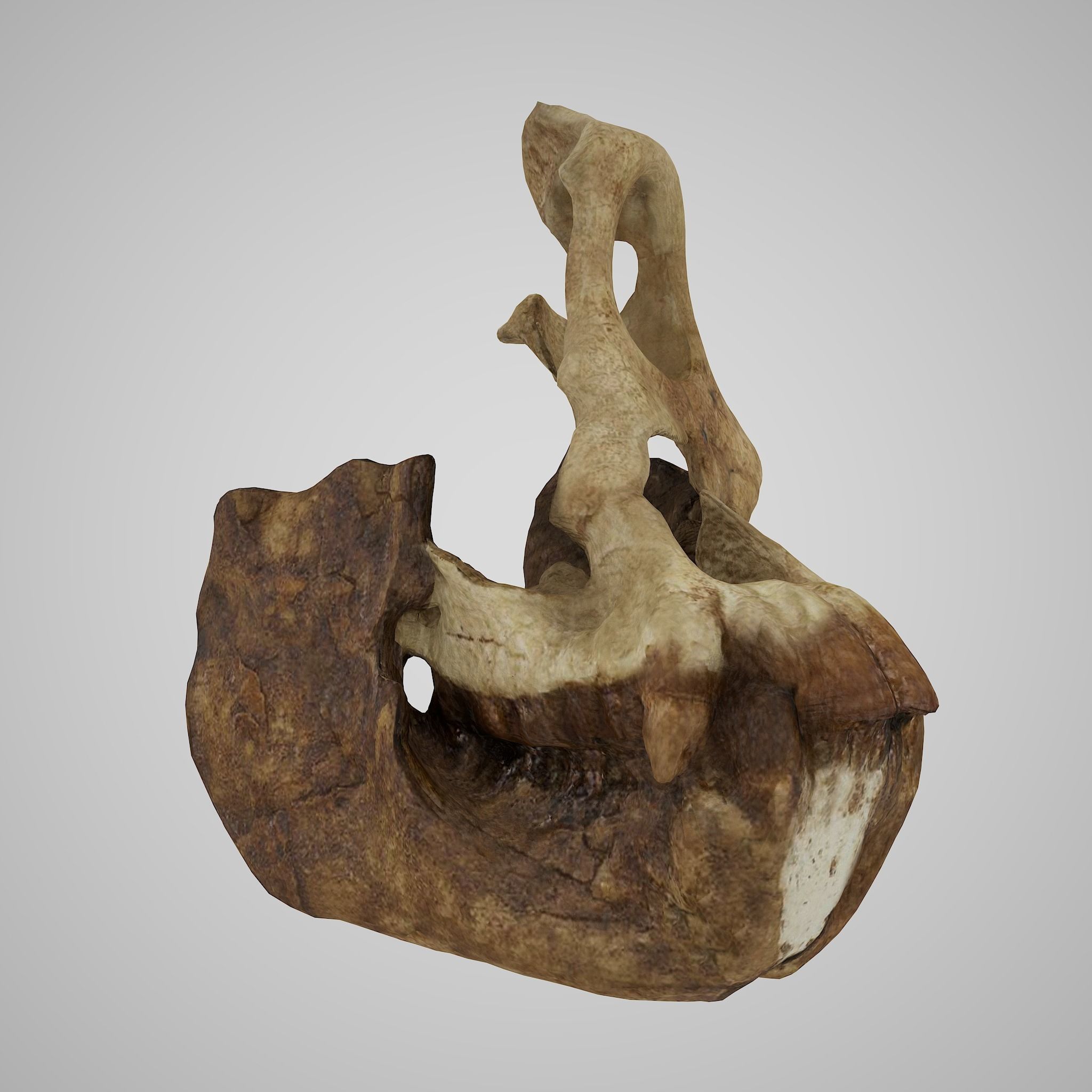 12 REAL-SCALE REPLICATIONS OF HUMAN SKULLS OF THE EVOLUVION   Low-poly 3D model_14