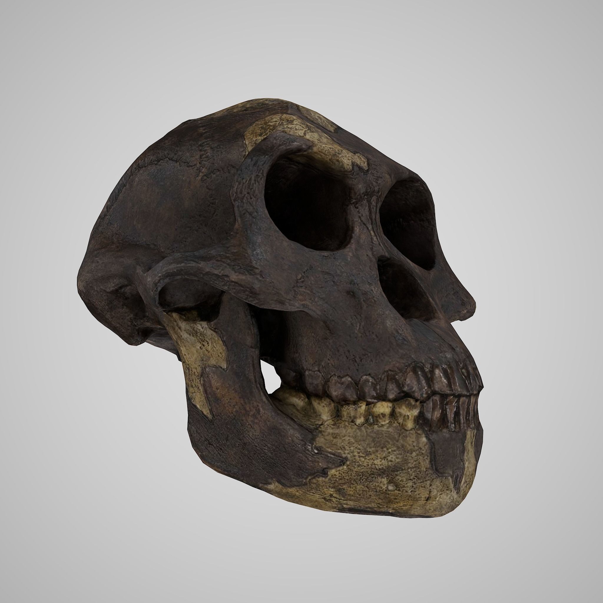 12 REAL-SCALE REPLICATIONS OF HUMAN SKULLS OF THE EVOLUVION   Low-poly 3D model_5